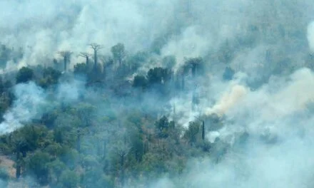 Madagascar : « Nos forêts brulent ! » un cri d’alarme ou de désarroi ?