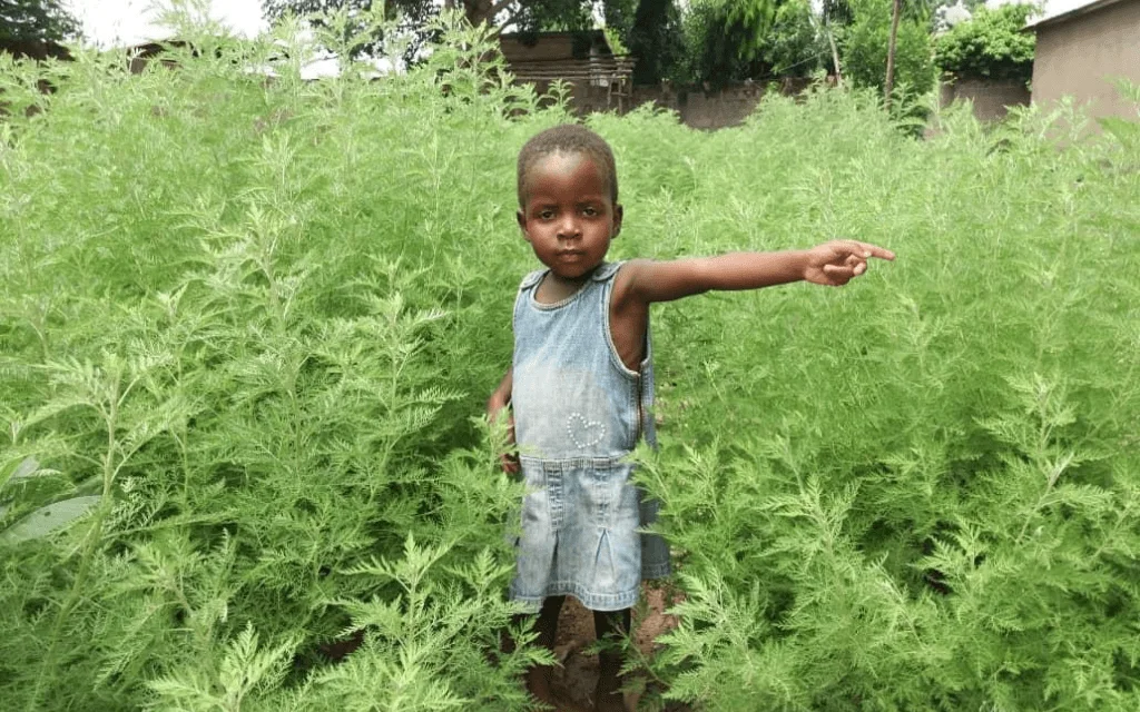 Madagascar préfère les plantes médicinales et n’achètera pas du Vaccin anti-Covid-19
