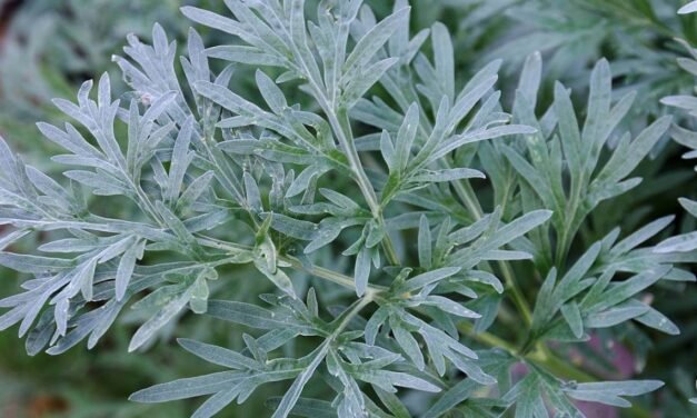 Covids organics VS Covax Facility